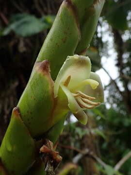 صورة Werauhia gladioliflora (H. Wendl.) J. R. Grant