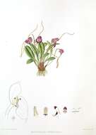 Image of masdevallia