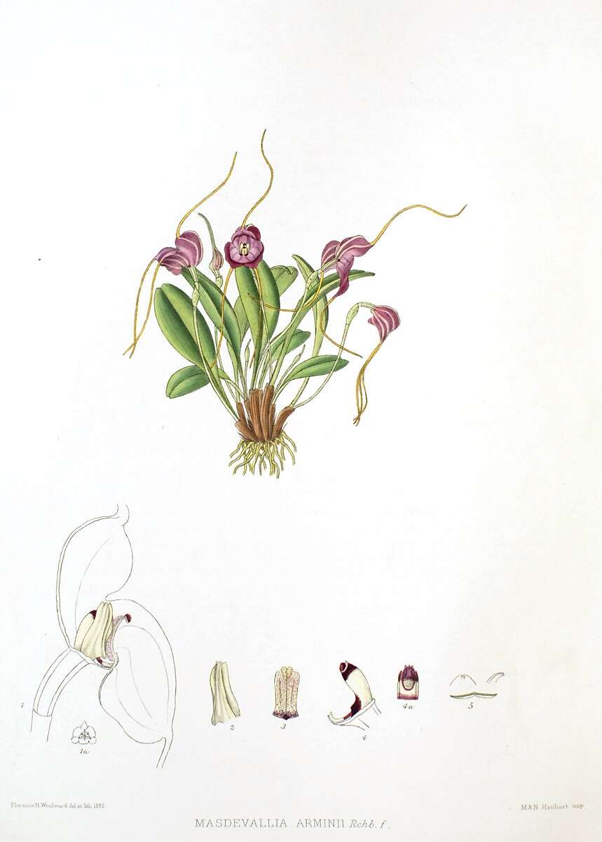 Image of masdevallia