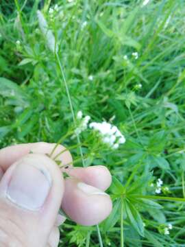 Image of Galium pseudorivale Tzvelev