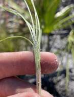 Image of Andropogon cumulicola