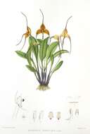 Image of Masdevallia triangularis Lindl.