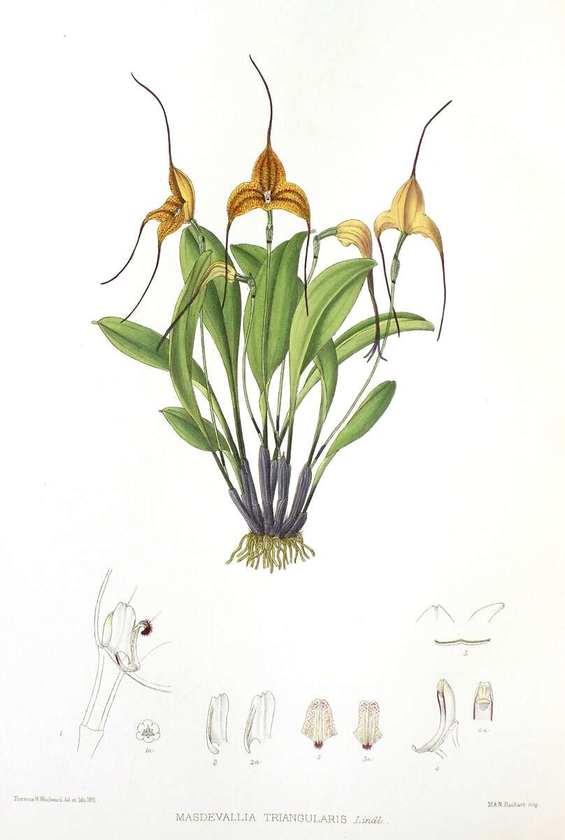 Image of Masdevallia triangularis Lindl.