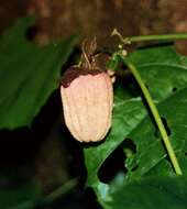 Image of Kilauea hau kuahiwi