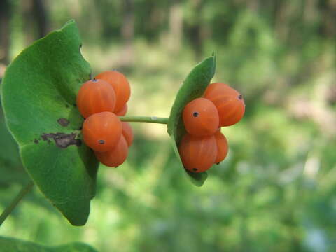 Image of Italian Honeysuckle