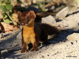 Image of Yellow-bellied Weasel