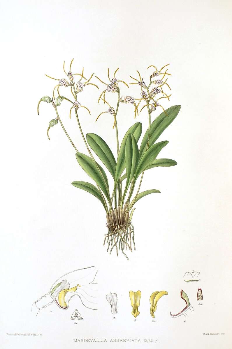 Image of masdevallia