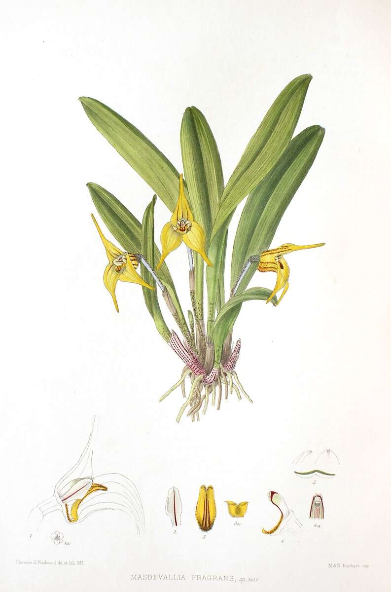 Image of Masdevallia civilis Rchb. fil. & Warsz.