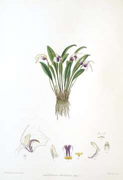Masdevallia ionocharis Rchb. fil.的图像