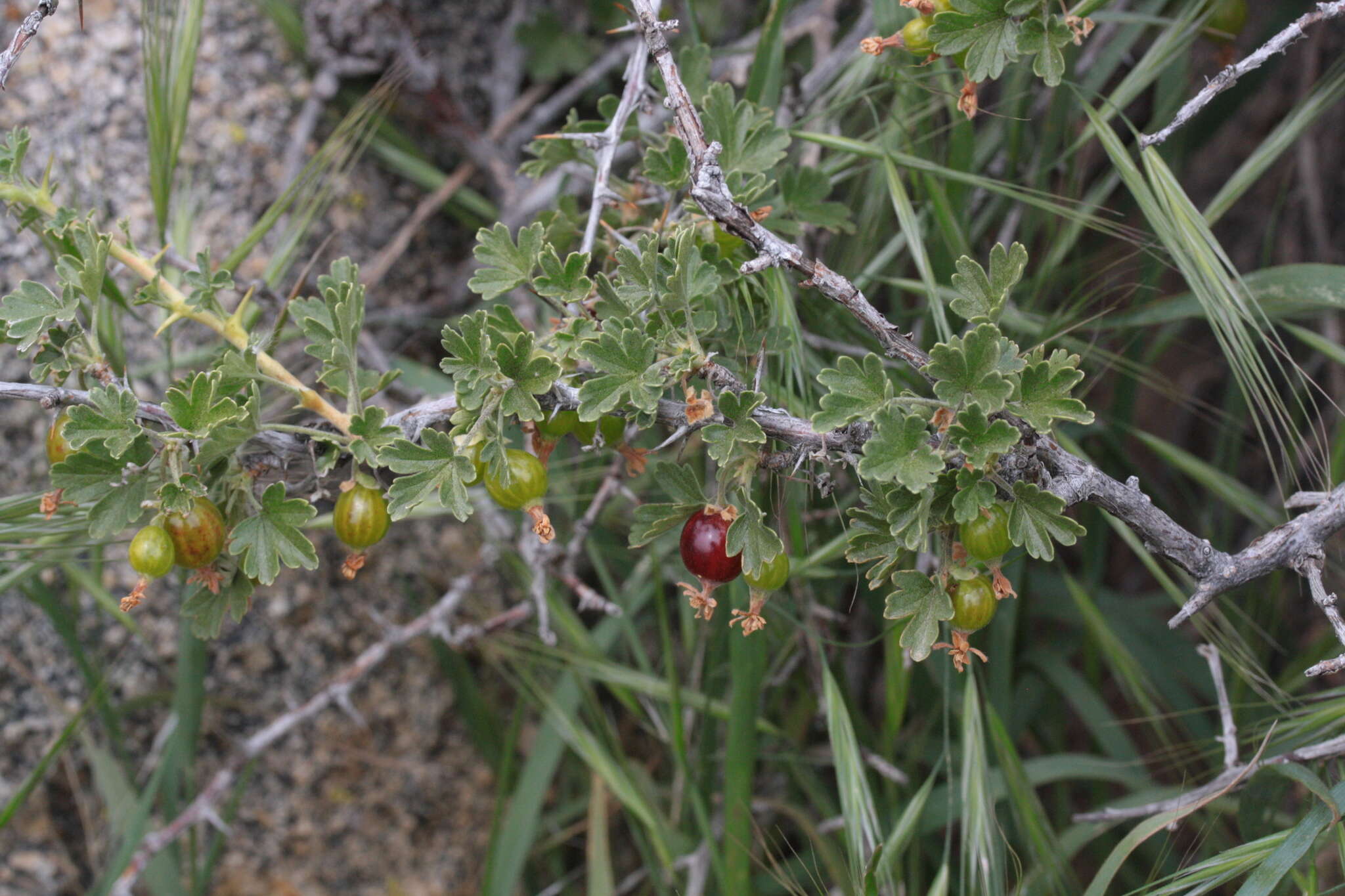 Image of rock gooseberry