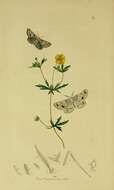 صورة Dyscia fagaria Thunberg 1784