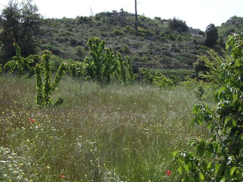 Image of gean, wild cherry