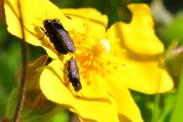 Image of Anthaxia sepulchralis (Fabricius 1801)