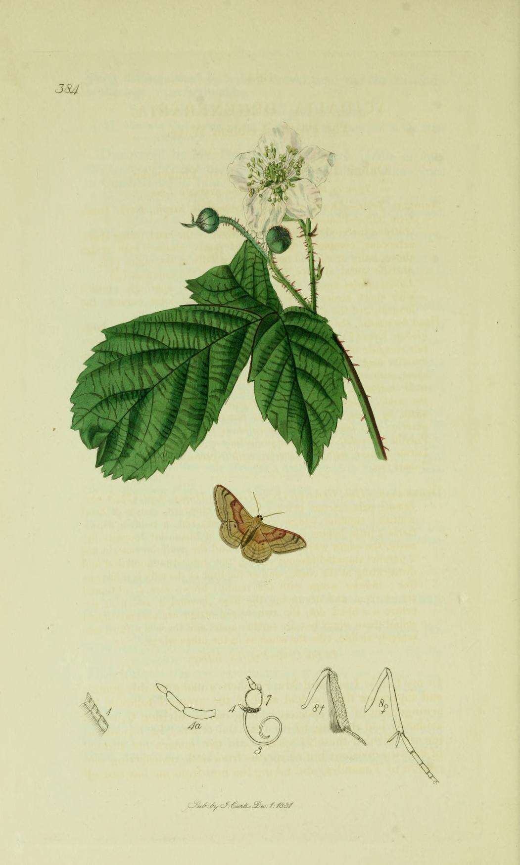 Image of Idaea degeneraria Hübner 1798