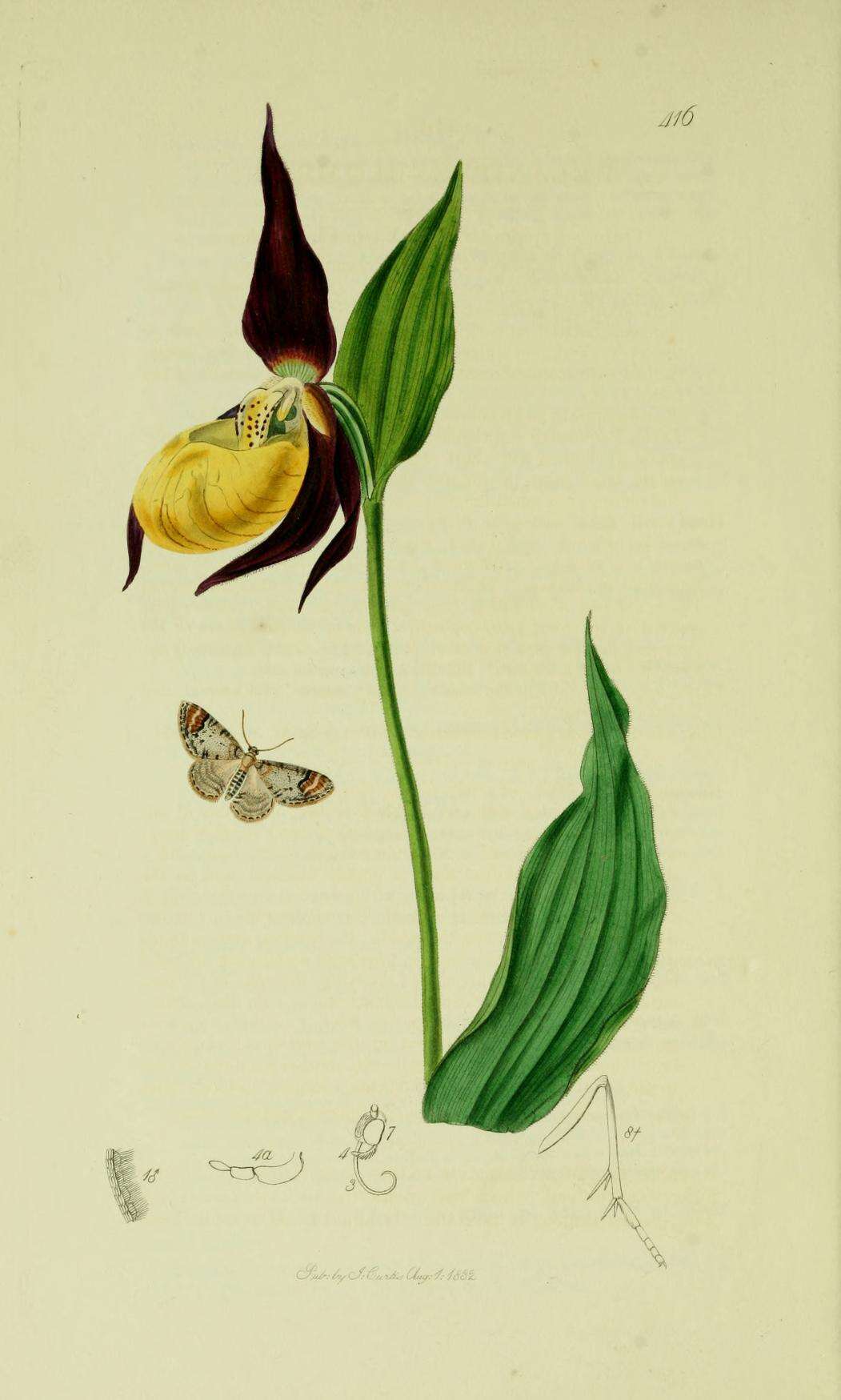 Слика од Venusia blomeri Curtis 1832