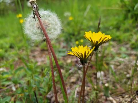 Слика од Taraxacum tortilobum Florström