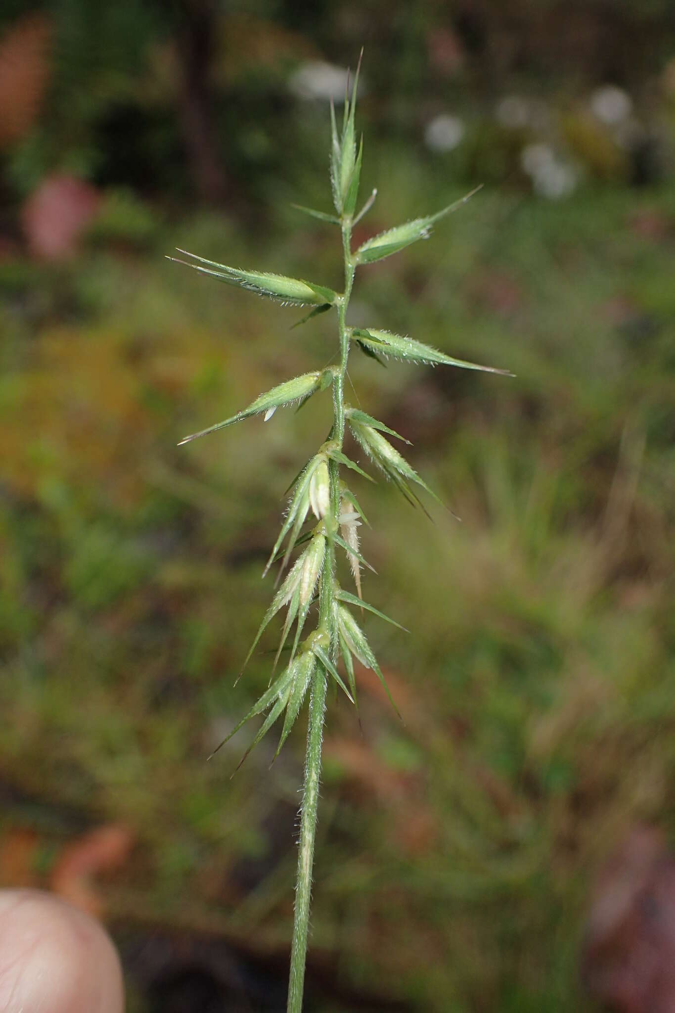 Plancia ëd Australopyrum pectinatum (Labill.) Á. Löve