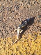 Image of Mexican Desert Spiny Lizard