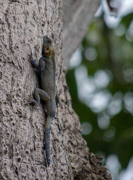 Image of Agama mucosoensis Hellmich 1957