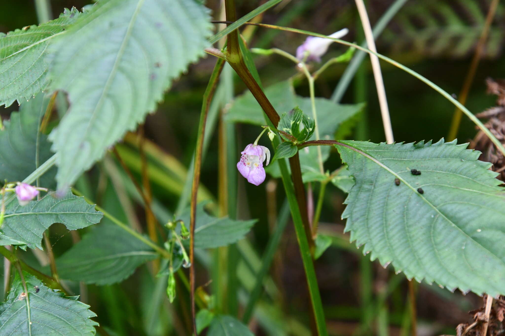 Image de Impatiens furcillata Hemsl. ex Forb. & Hemsl.