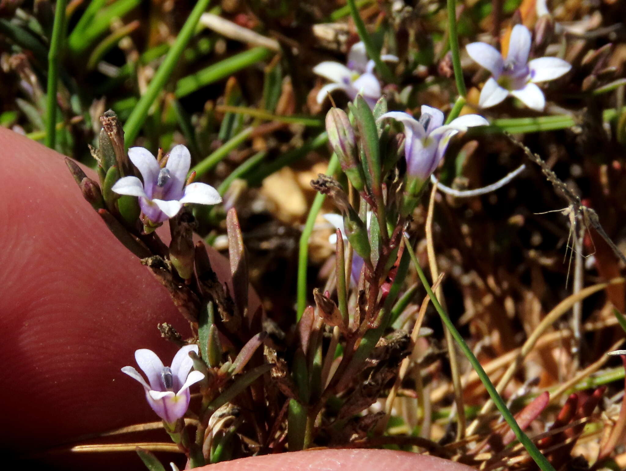 Image of Wimmerella secunda (L. fil.) Serra, M. B. Crespo & Lammers