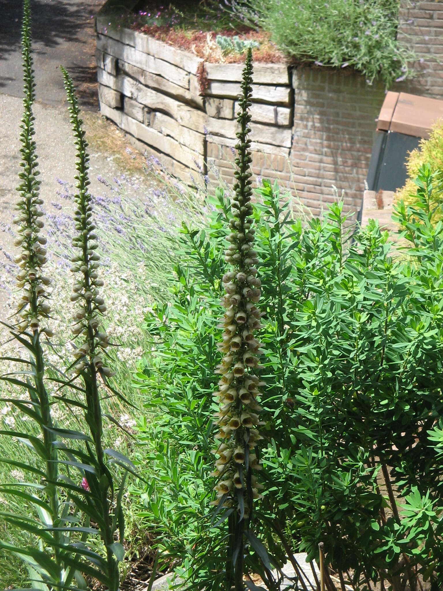 Слика од Digitalis ferruginea L.