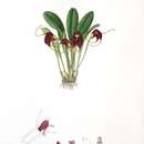 Image of Masdevallia rolfeana Kraenzl.