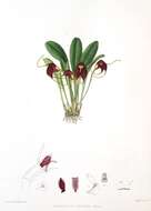 Image of Masdevallia rolfeana Kraenzl.