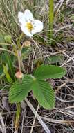 Image of Fragaria viridis subsp. campestris (Steven) Pawl.