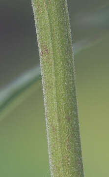 Imagem de Epilobium tetragonum L.