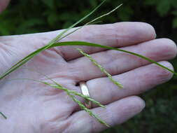 Imagem de Carex debilis var. rudgei L. H. Bailey