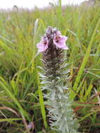 Image of Sopubia lanata var. densiflora (Skan) O. J. Hansen