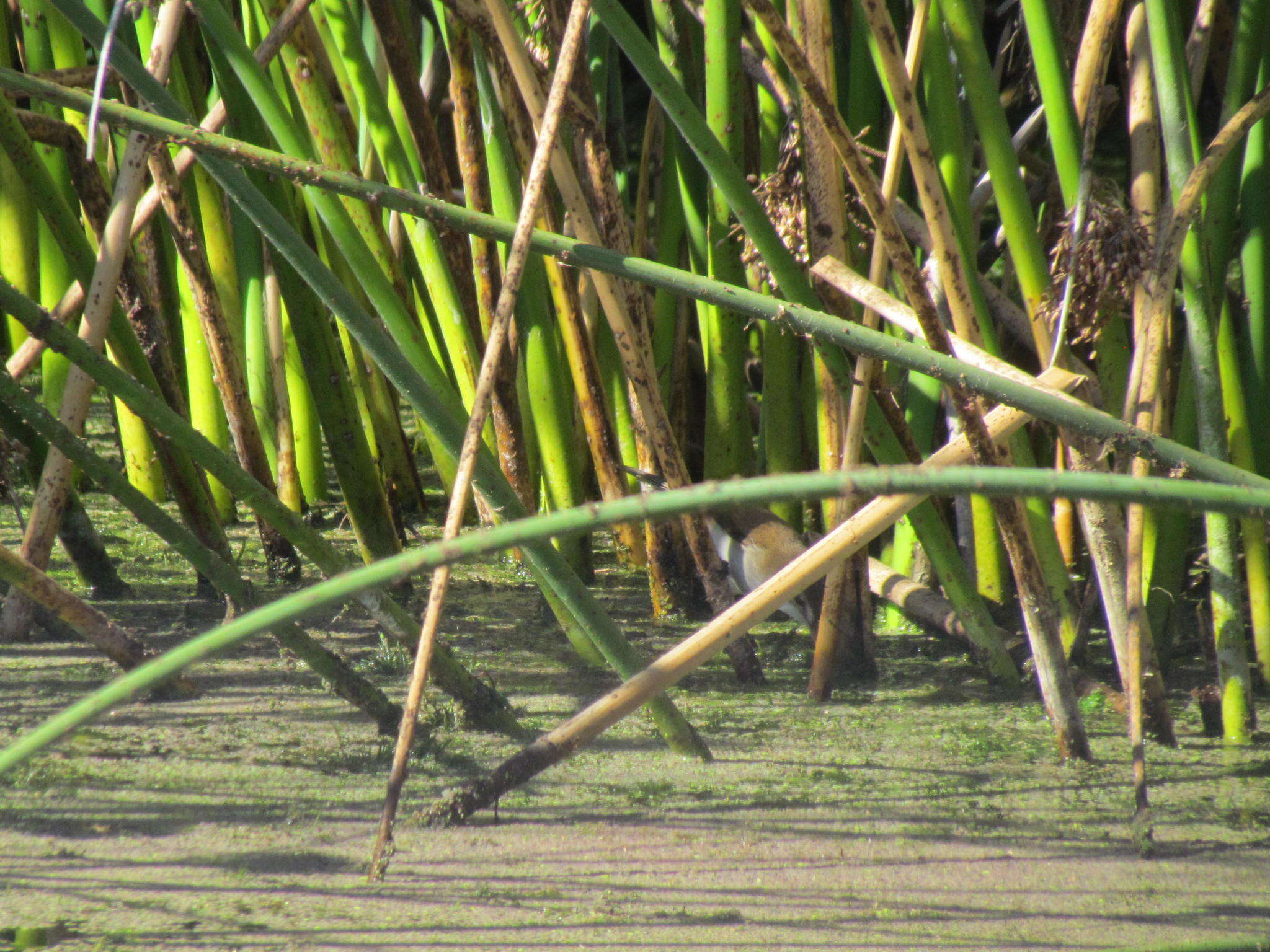 Imagem de Acrocephalus gracilirostris gracilirostris (Hartlaub 1864)