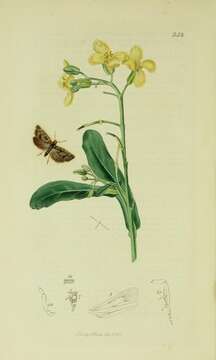 Image of Selania leplastriana Curtis 1831