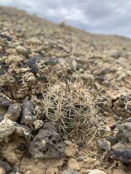 Image of Colorado hookless cactus