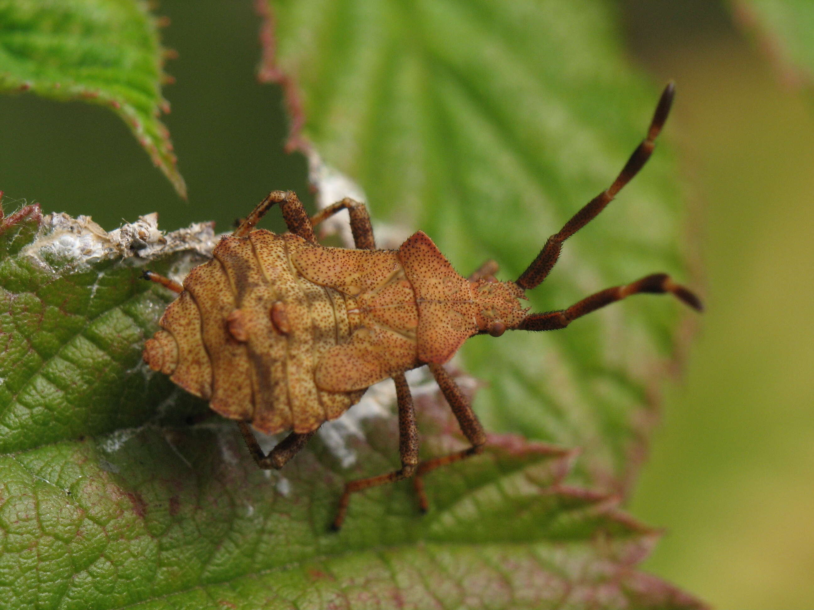 Image of Coreus