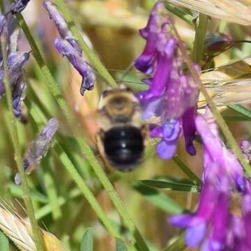 Imagem de Eucera frater (Cresson 1879)