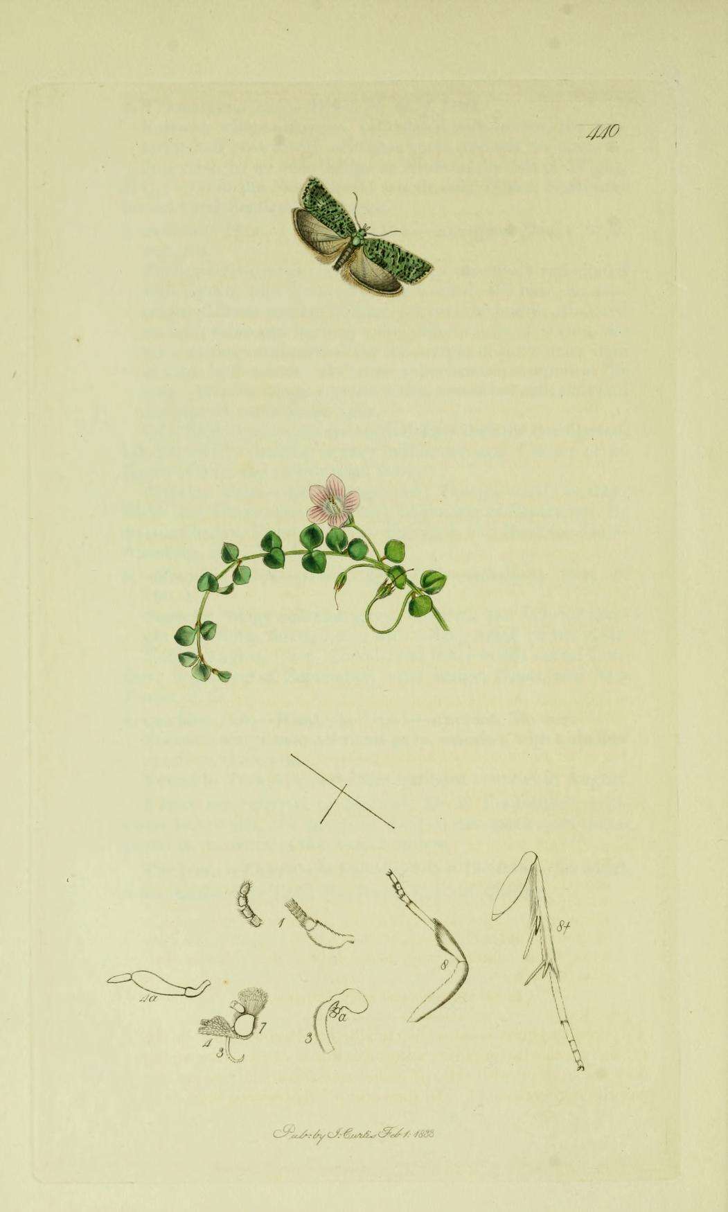 Image of Acleris literana Linnaeus 1758