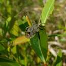 صورة Acanthocoris sordidus (Thunberg 1783)