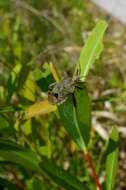 Image of Acanthocoris sordidus (Thunberg 1783)