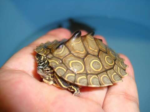 Image of Ringed Map Turtle