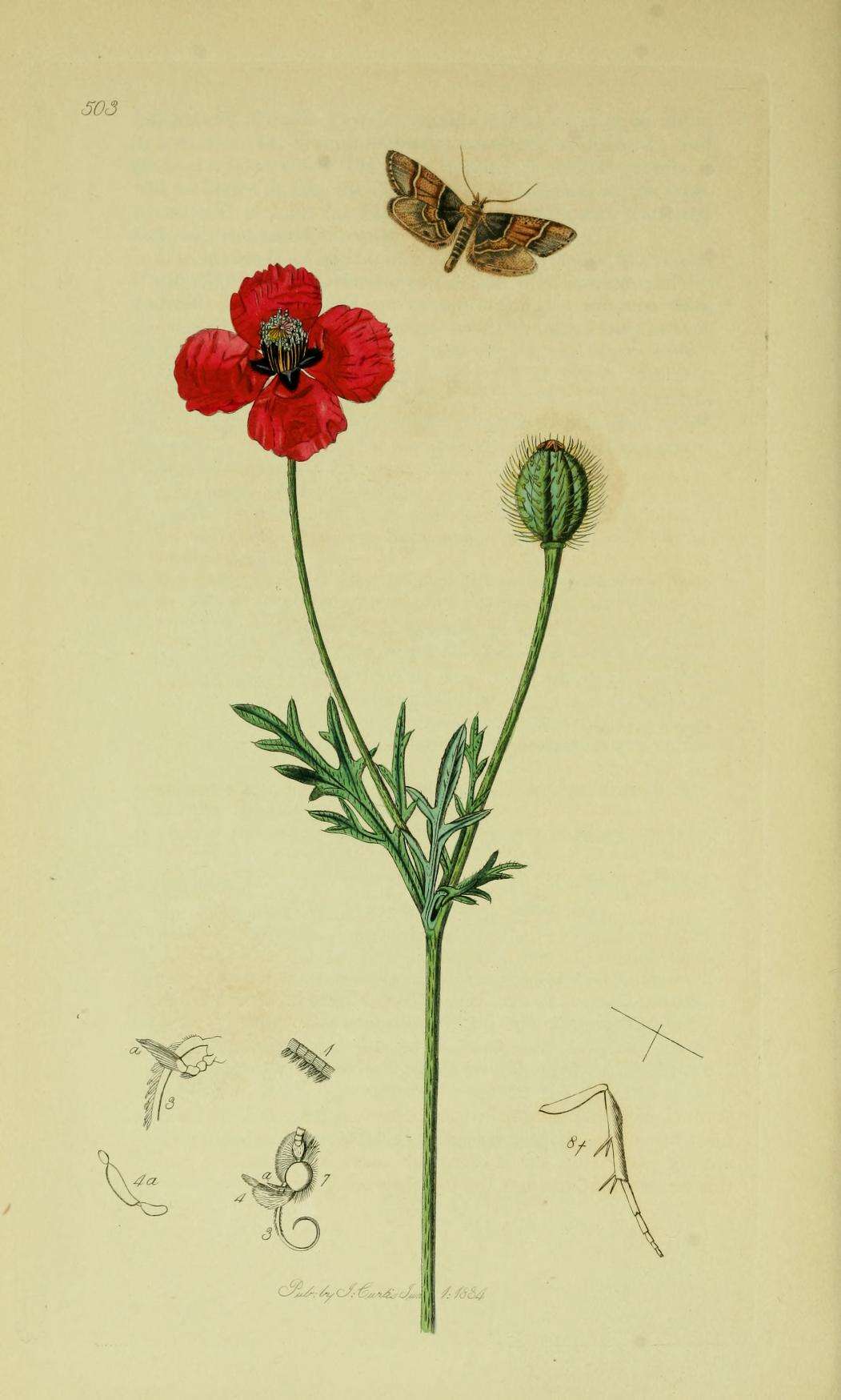Image of Pyralis pictalis Curtis 1834