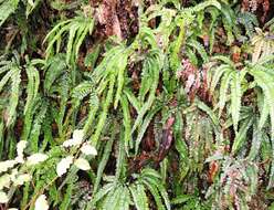 Image of rough maidenhair