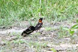 Image of Broad-tailed Paradise Whydah