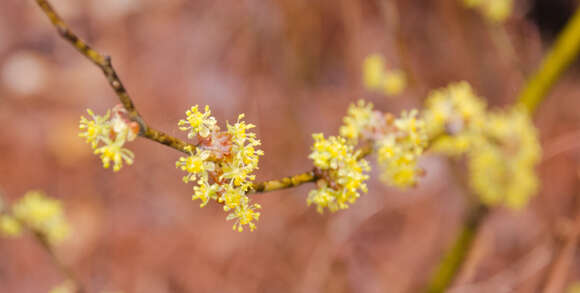 Image de Lindera melissifolia (Walt.) Bl.