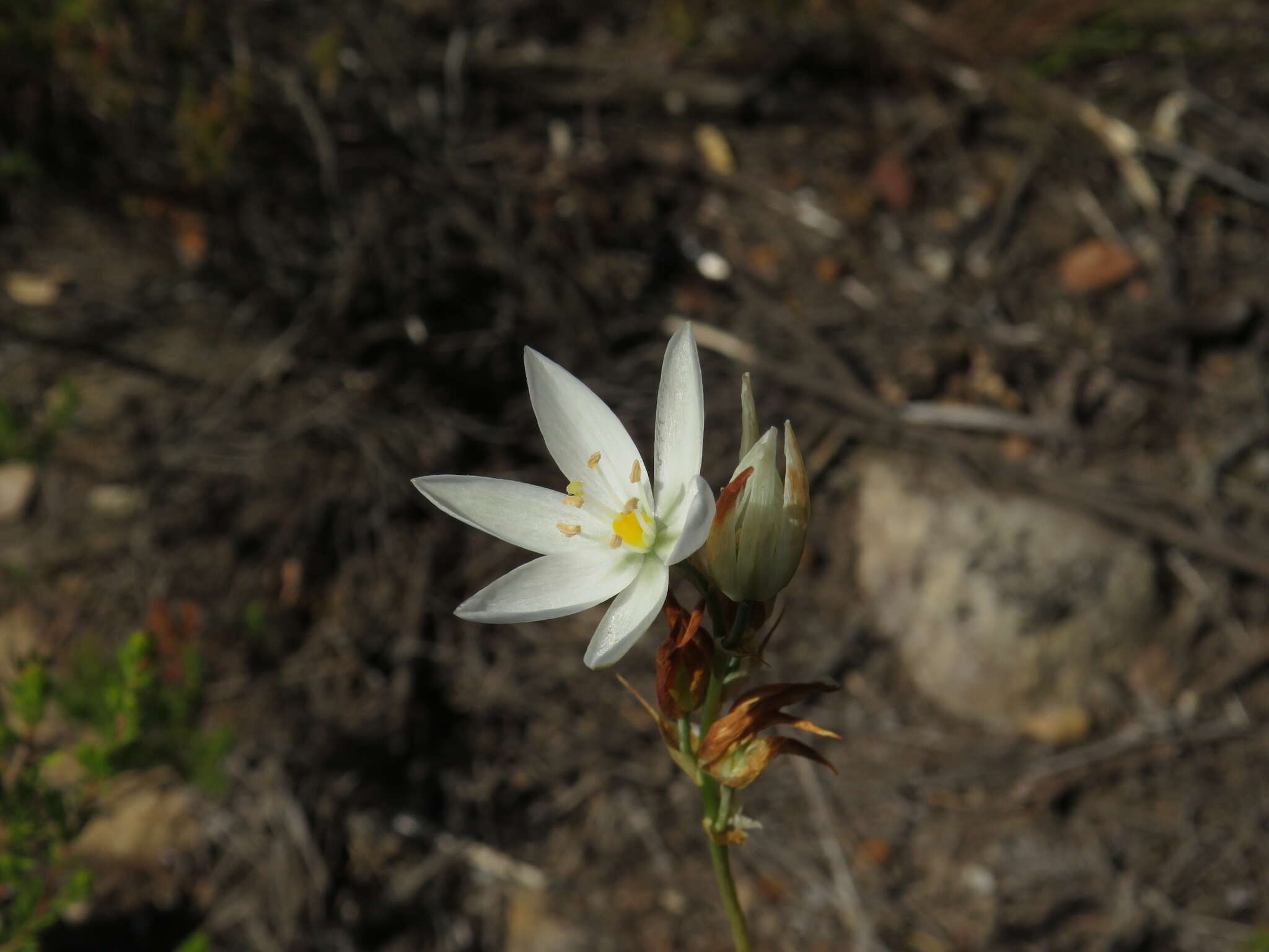 Image of Ornithogalum hispidum Hornem.