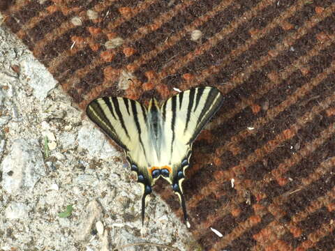 Image of Iphiclides