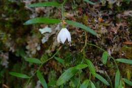 Image of Luzuriaga parviflora (Hook. fil.) Kunth