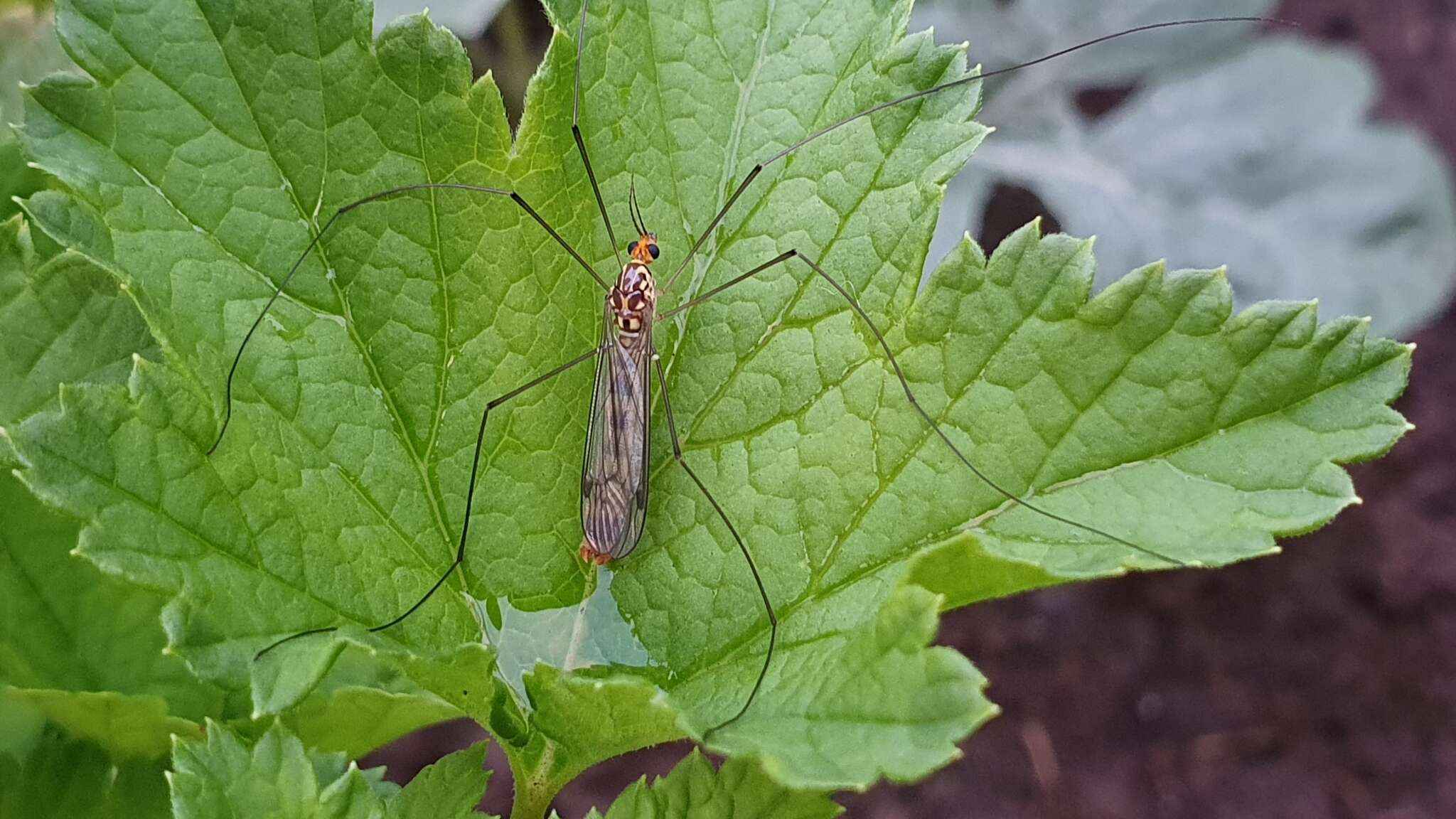 Sivun Nephrotoma flavipalpis (Meigen 1830) kuva