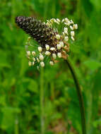 Image of Ribwort Plantain